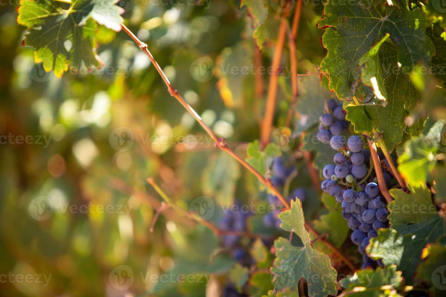 maduro uvas en un vino foto