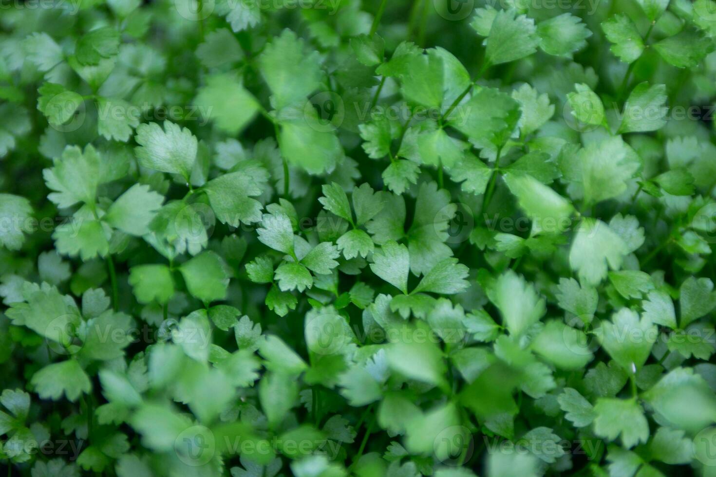 Fresh grown parsley photo