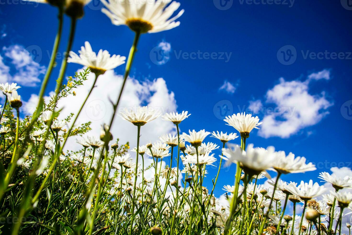 Daisies Looking to the Sky photo