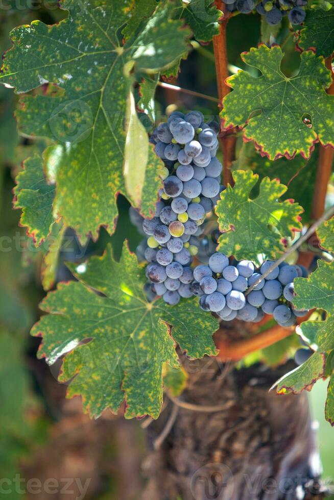 Grapes on a Vine photo