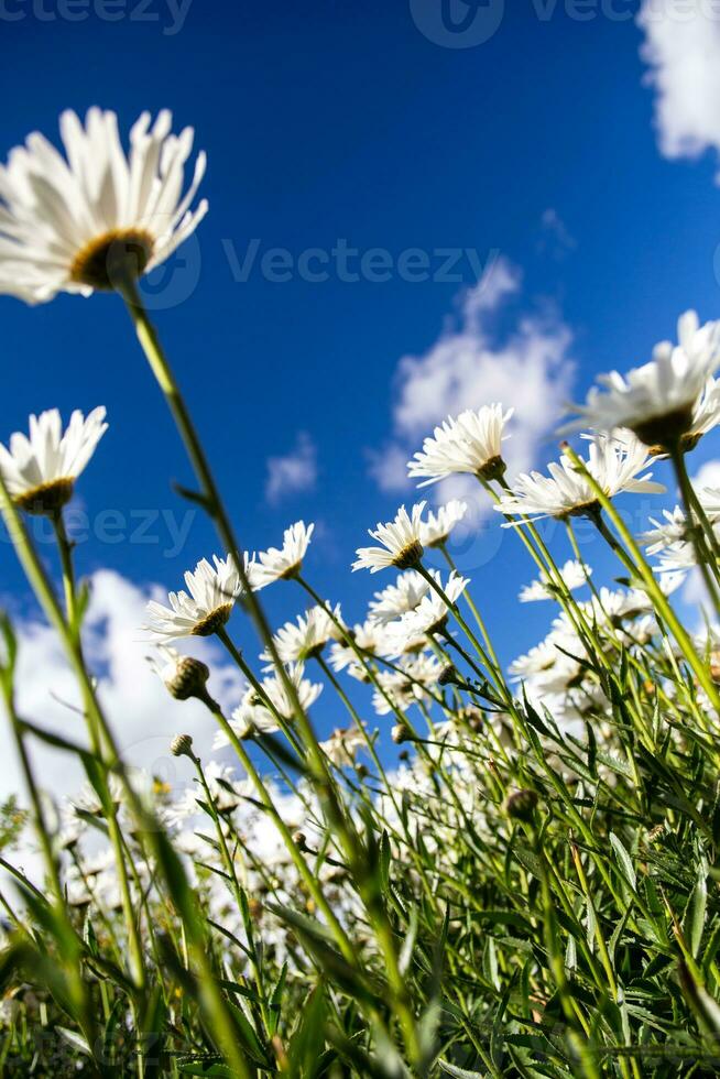 Daisies looking up towards the sky photo