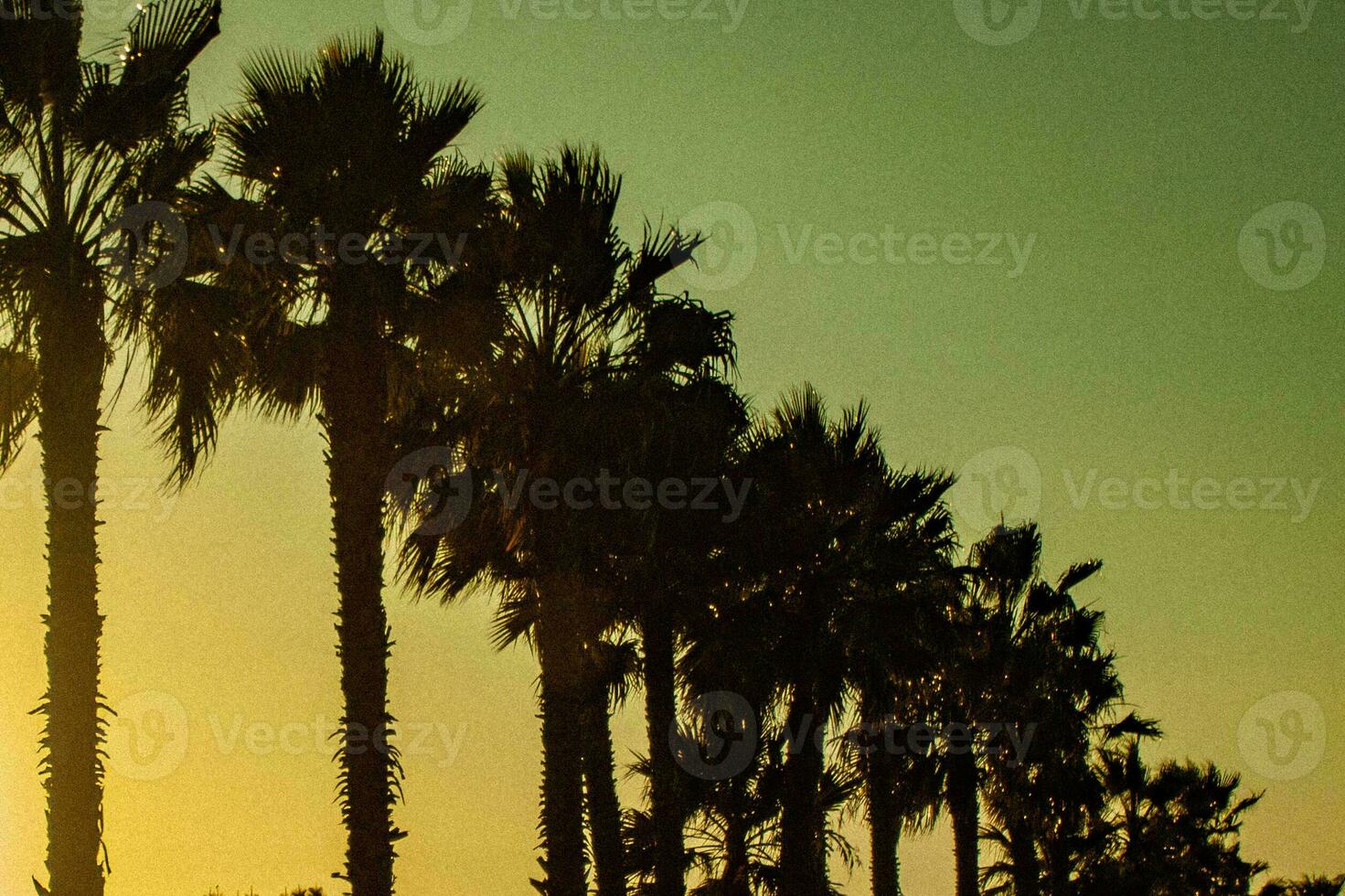 palm trees at sunset photo