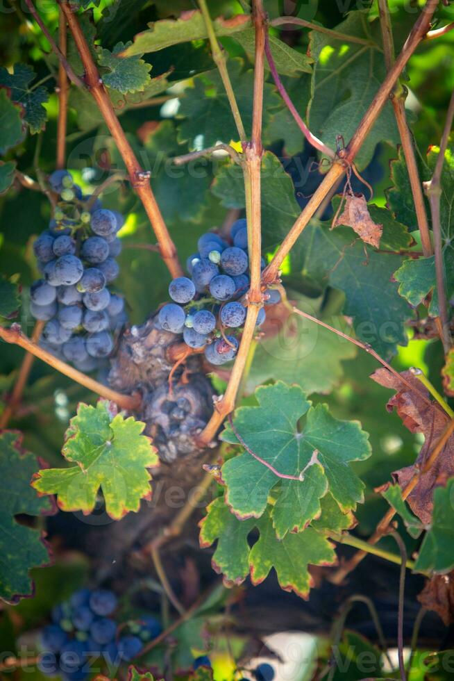 vibrante rojo vino uvas foto