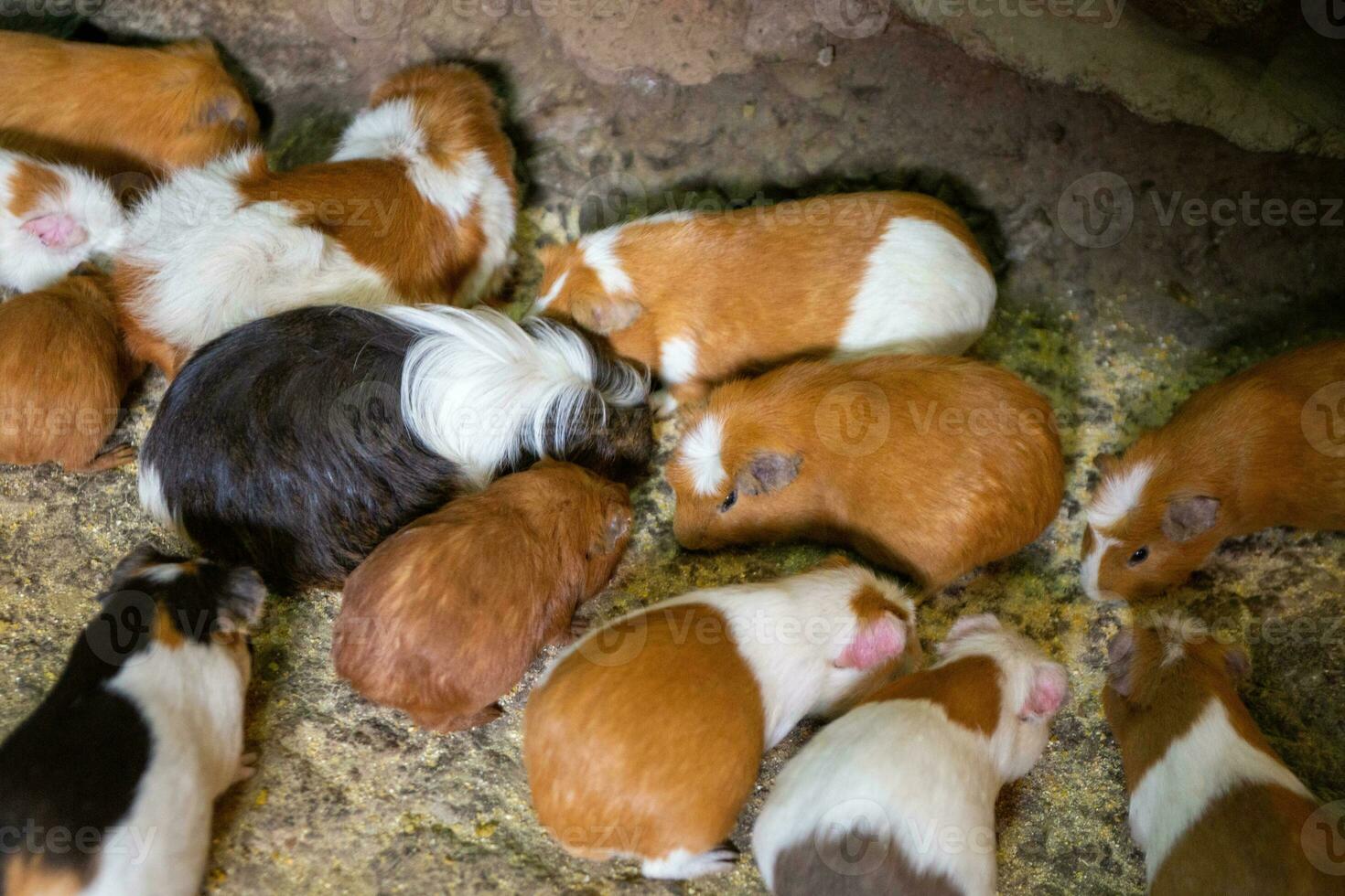 A bunch of guinea pigs or cuy photo