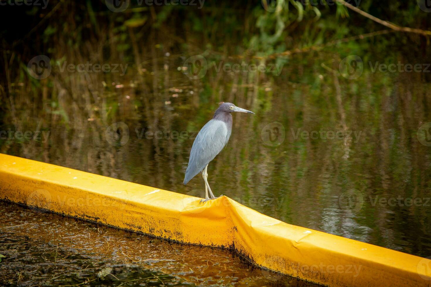 Blue Haron on an Oil Barrier photo