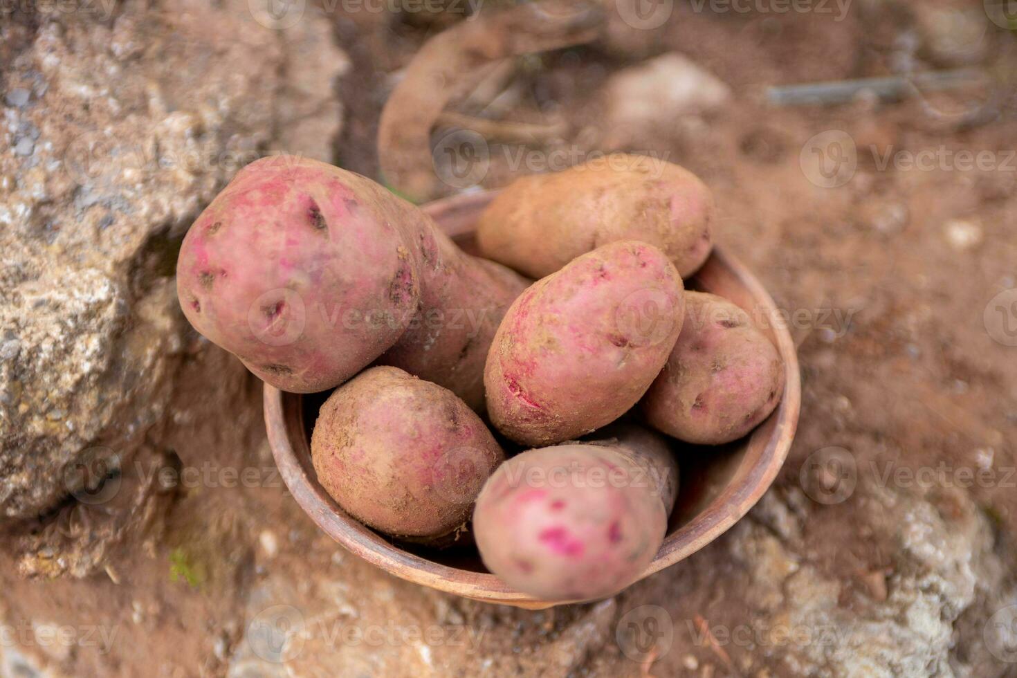 rojo patatas en un cuenco foto