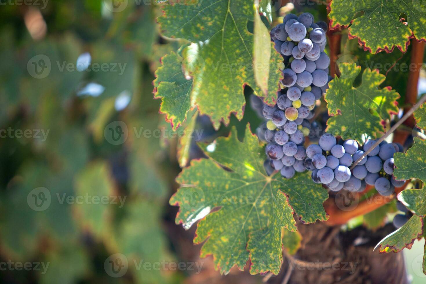 Grapes for Wine on a Vine in the Shade 23779653 Stock Photo at Vecteezy