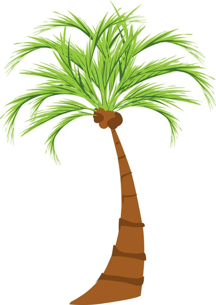 palm tree isolated on white. Vector illustration