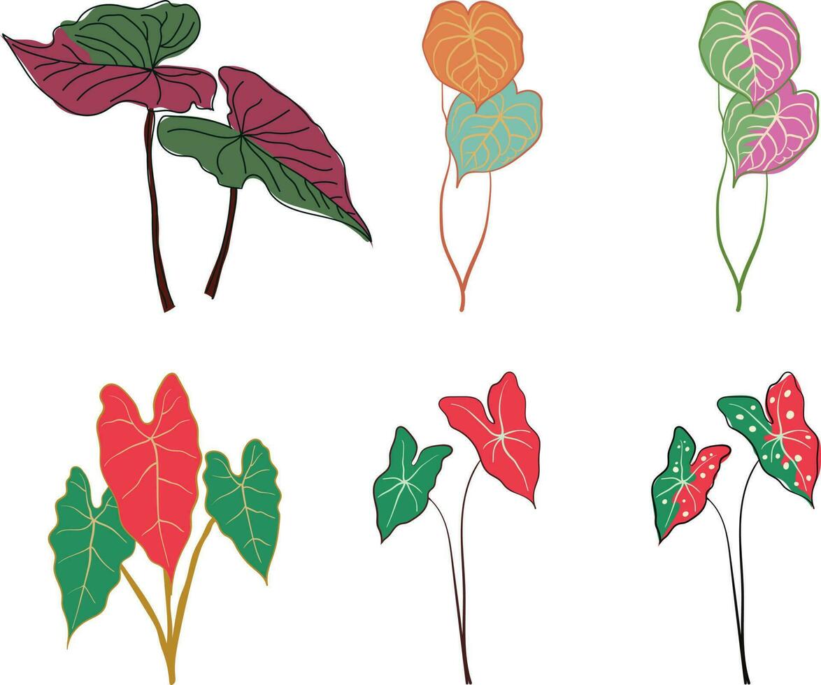 Colored caladium leaves set isolated on white background. Vector illustration.