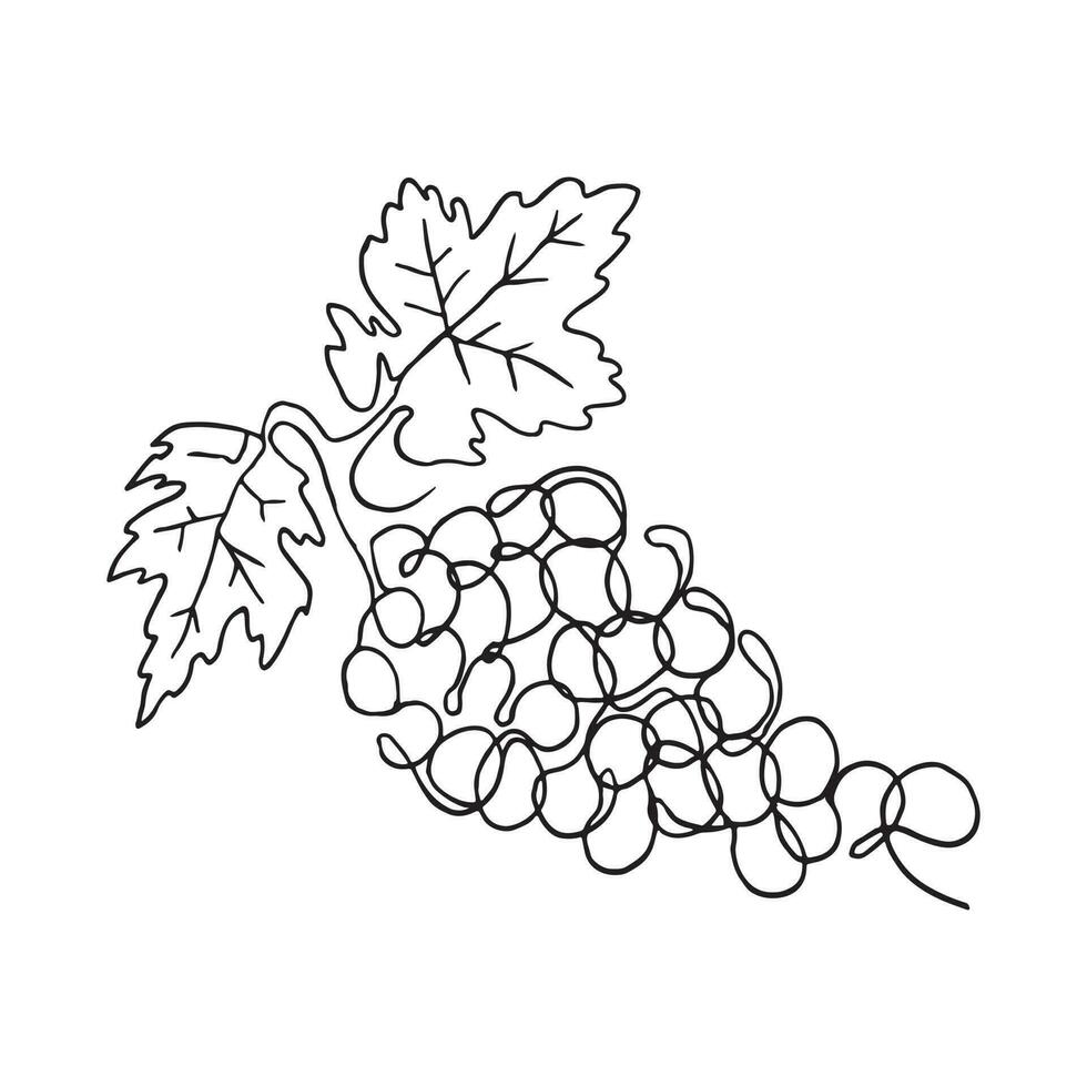 mano dibujado ilustración. vector aislado Fruta rebanada. negro contorno ilustración, sandía, fresa, granada, pera, cereza, vector, arte lineal de Fruta rebanada. gráfico uvas. vinos de uva