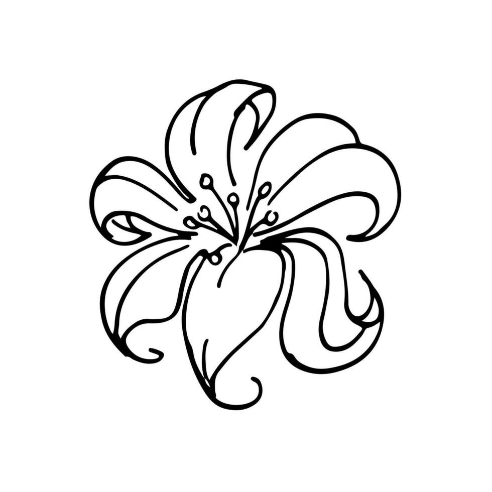 amapolas flores continuo línea dibujo. editable línea. negro y blanco Arte. ilustración. vector