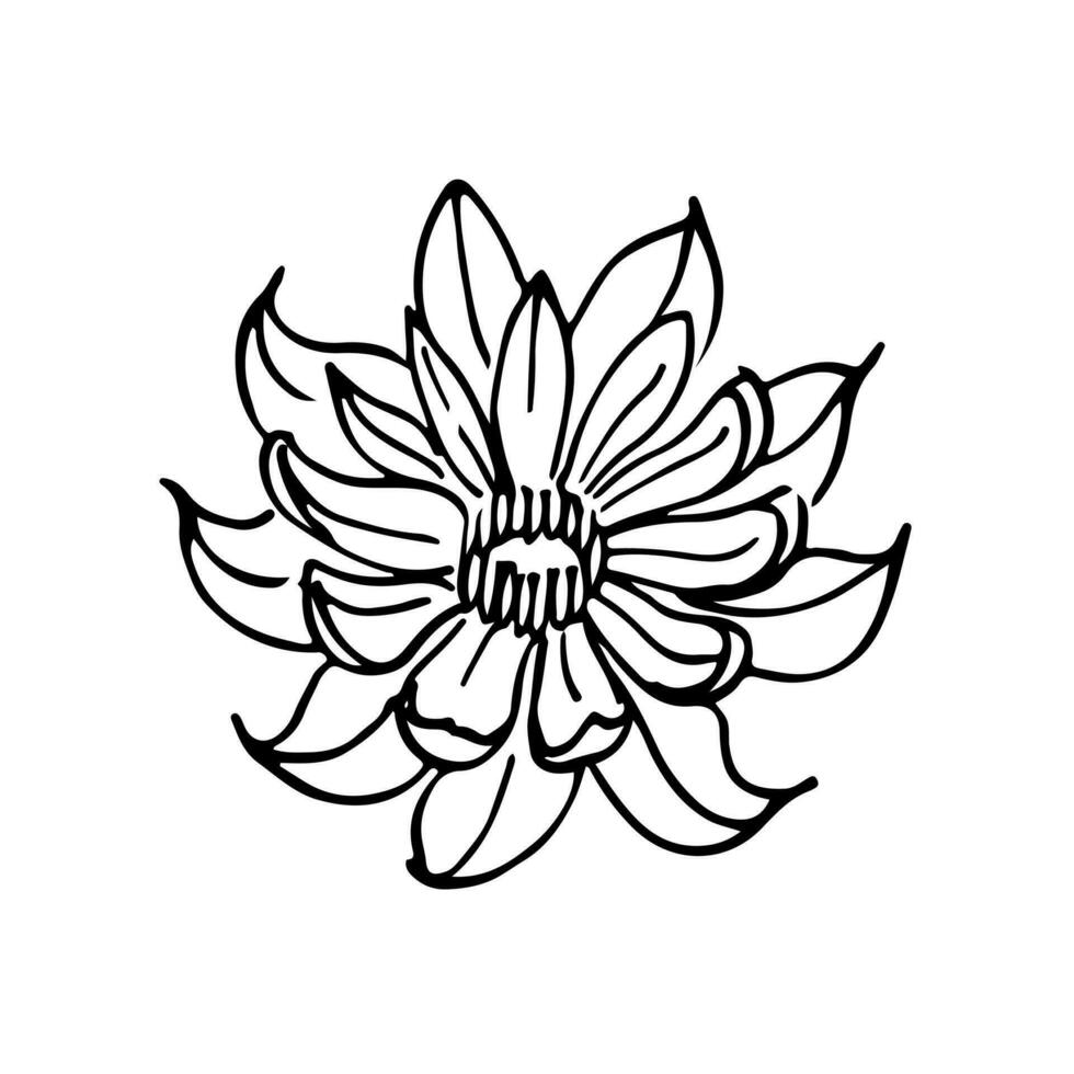 Poppies flowers continuous line drawing. Editable line. Black and white art. illustration. vector