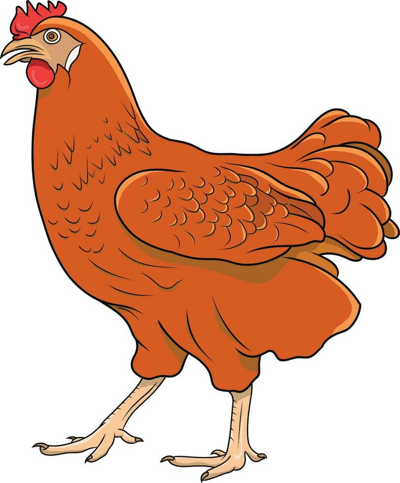 Hand drawn Chicken isolated in a white background vector