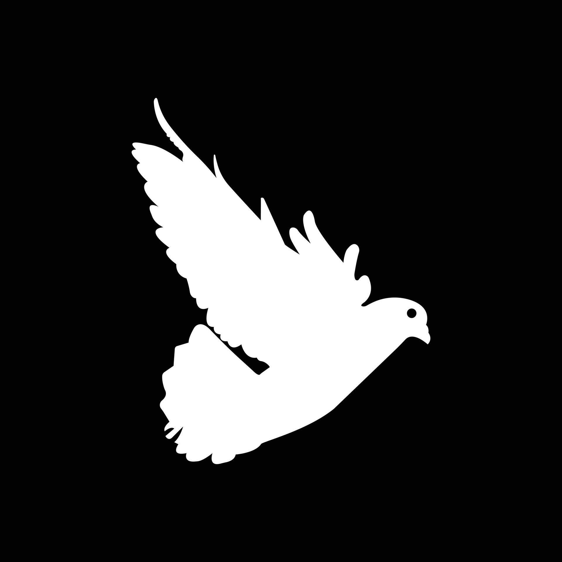 eps10 vector illustration of a white dove isolated on black background