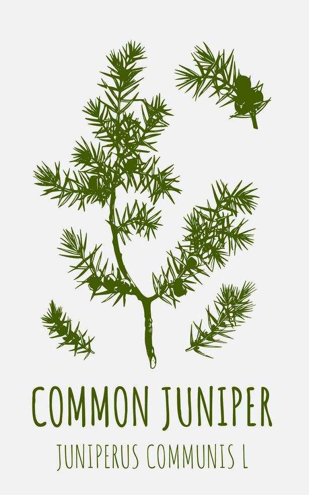 Vector drawings juniper. Hand drawn illustration. Latin name JUNIPERUS COMMUNIS L.