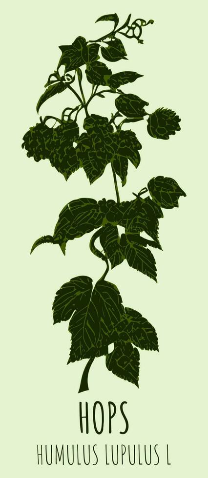 Vector drawings COMMON HOP. Hand drawn illustration. Latin name HUMULUS LUPULUS L.