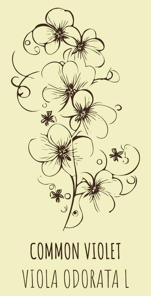 Vector drawings Fragrant violet. Hand drawn illustration. Latin name Viola odorata L.