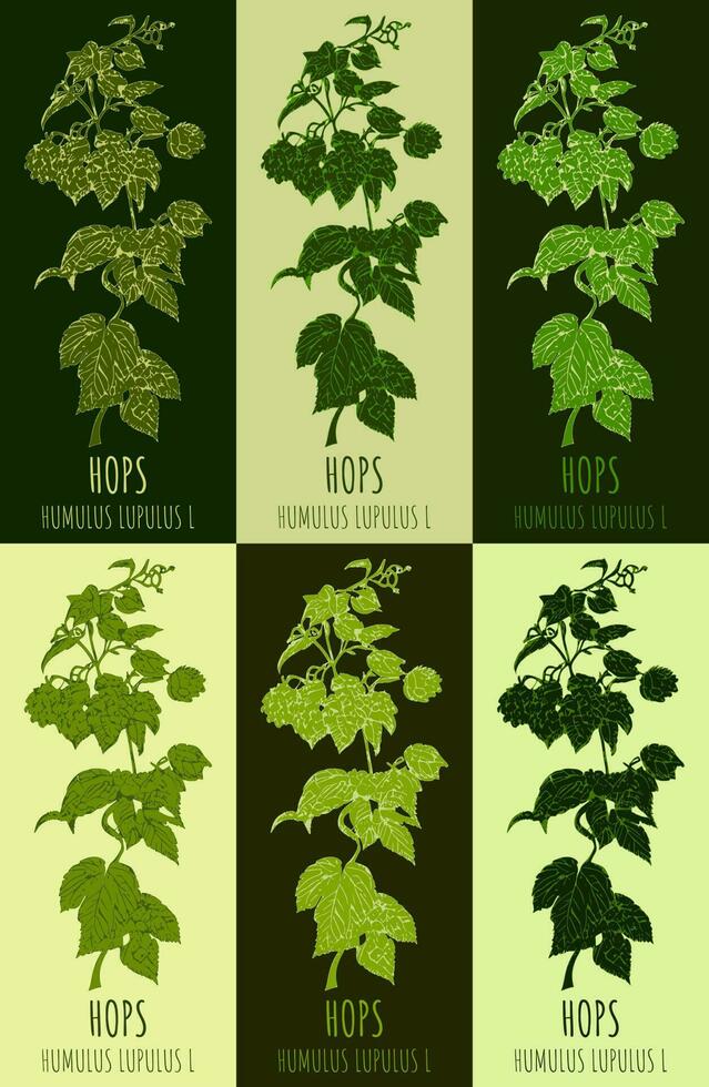 Set of vector drawing of COMMON HOP in various colors. Hand drawn illustration. Latin name JHUMULUS LUPULUS L.