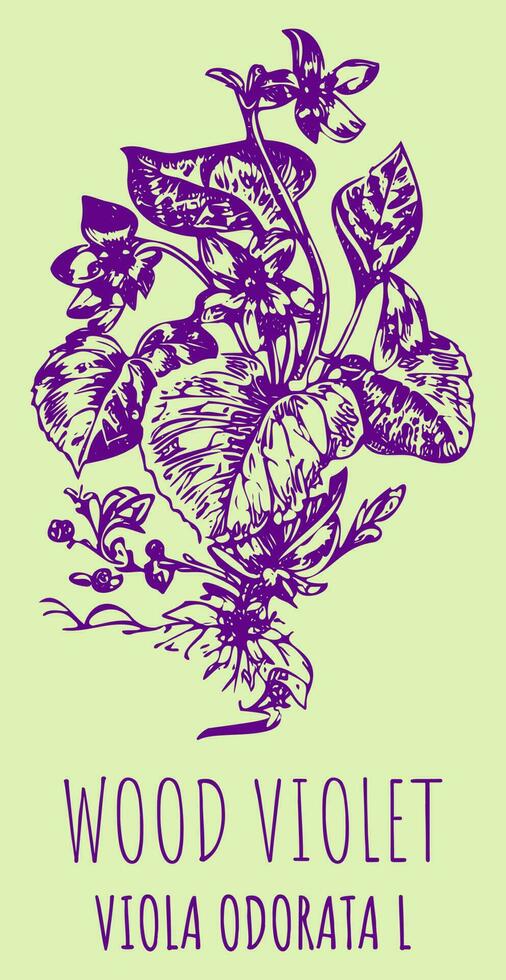 Vector drawings Fragrant violet. Hand drawn illustration. Latin name Viola odorata L.