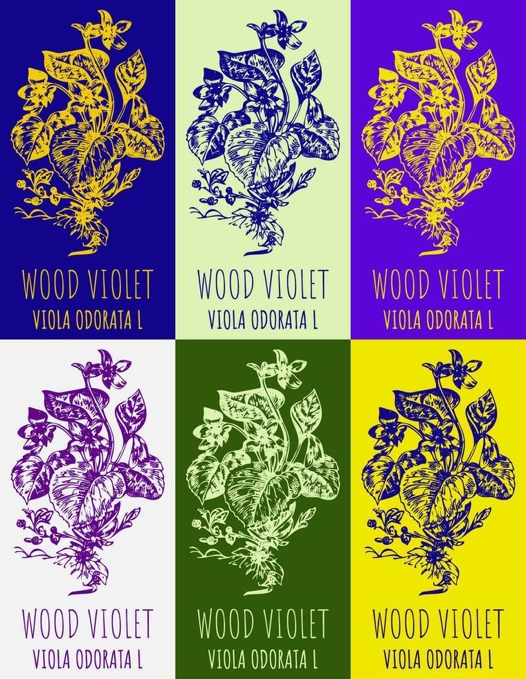 Set of vector drawing of Fragrant violet in various colors. Hand drawn illustration. Latin name Viola odorata L.