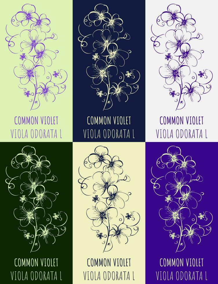 Set of vector drawing of Fragrant violet in various colors. Hand drawn illustration. Latin name Viola odorata L.