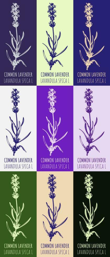 Set of vector drawing of COMMON LAVENDER in various colors. Hand drawn illustration. Latin name Lavandula L.