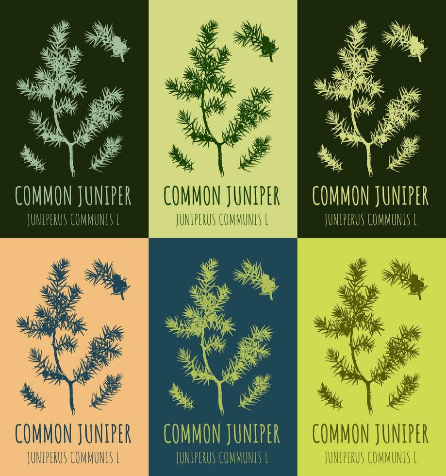 Set of vector drawing of juniper in various colors. Hand drawn illustration. Latin name JUNIPERUS COMMUNIS L.
