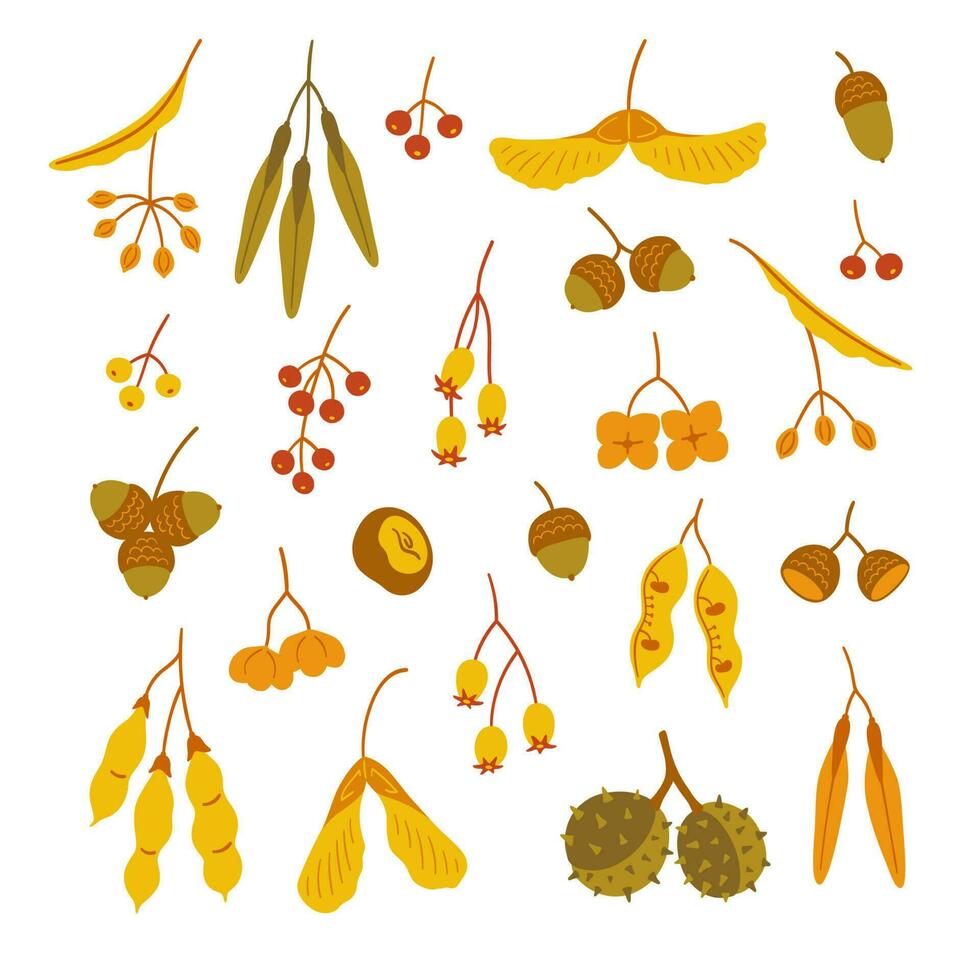 Seeds of autumn trees, vector elements on white background.
