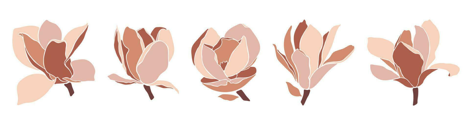 Set of magnolia blooming flowers on white background. vector