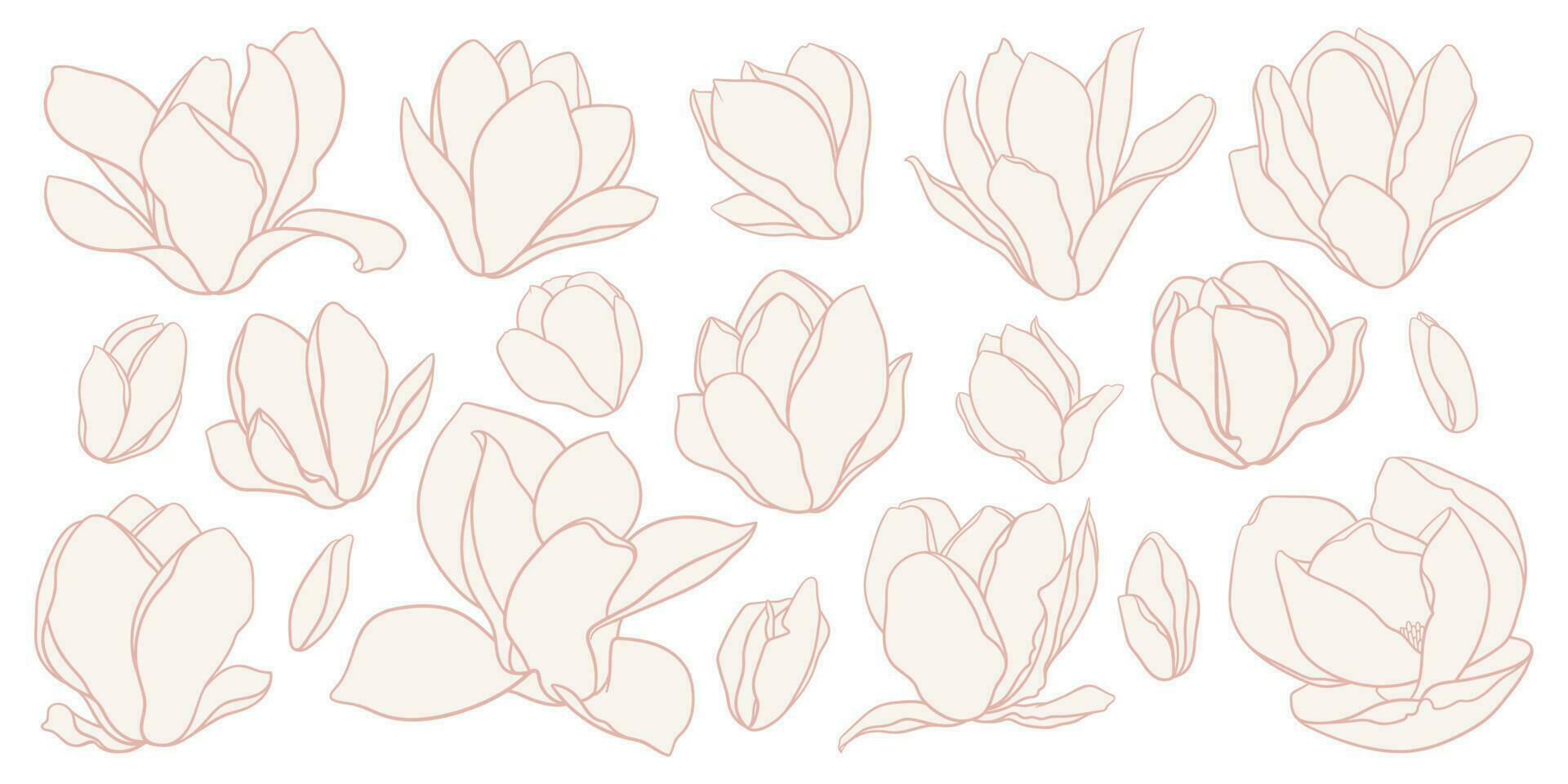 Set of magnolia flowers, line drawing with fill in beige colors. vector