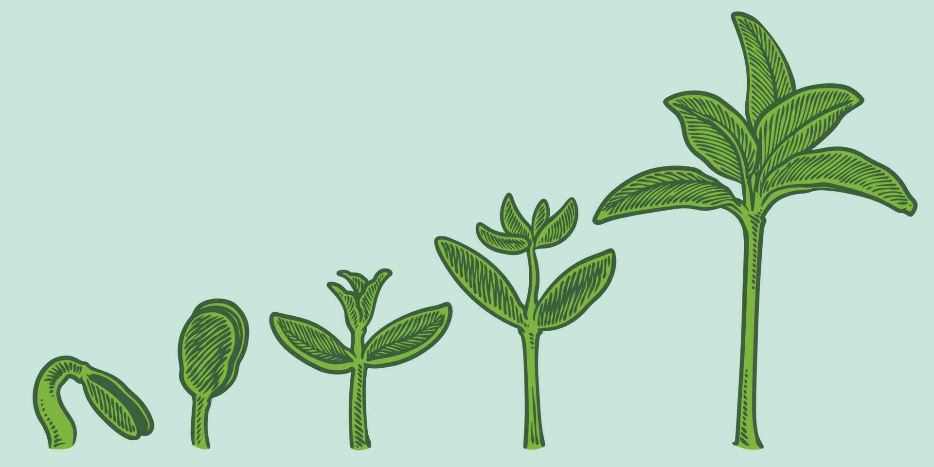 Plant growth stages vector. hand drawing engraving style illustration vector