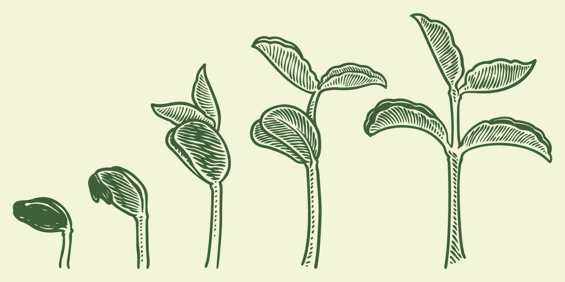 Plant growth stages vector. hand drawing engraving style illustration vector