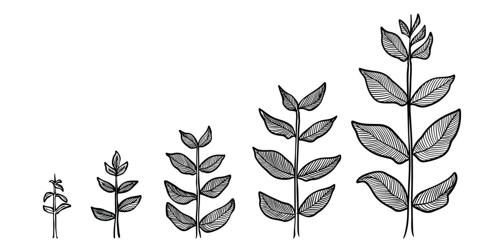 Plant growth stages vector. hand drawing engraving style illustration vector