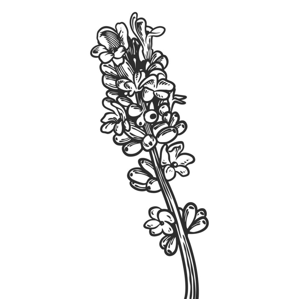 Hand drawn essential oil plants drawing of lavender vector