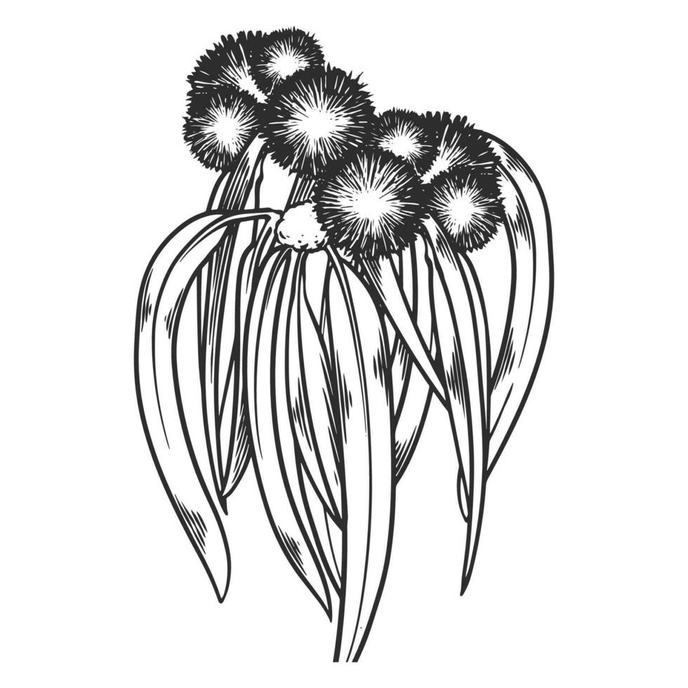 Hand drawn essential oil plants drawing of eucalyptus vector
