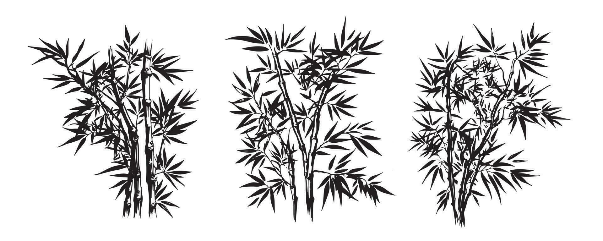 Bamboo tree, Hand drawn style. Vector. vector