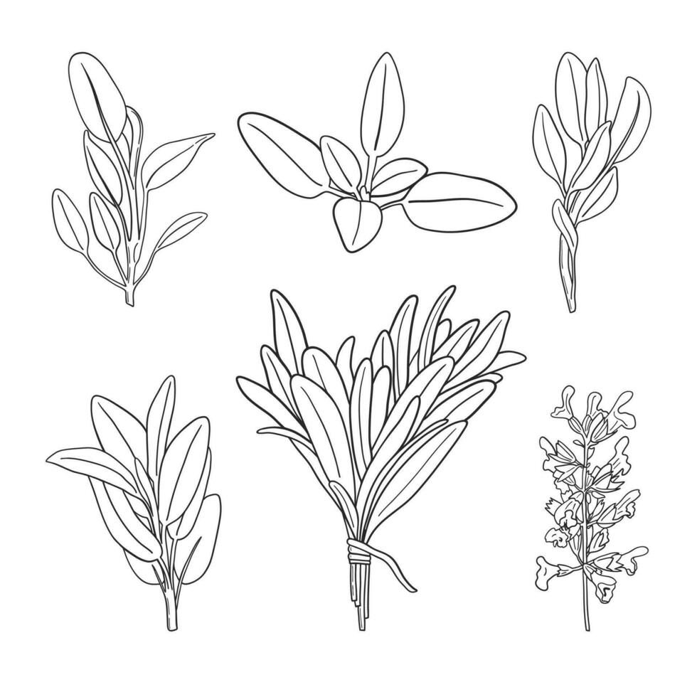 Set of medicinal and culinary herbs. Black and white hand drawn sage branches vector