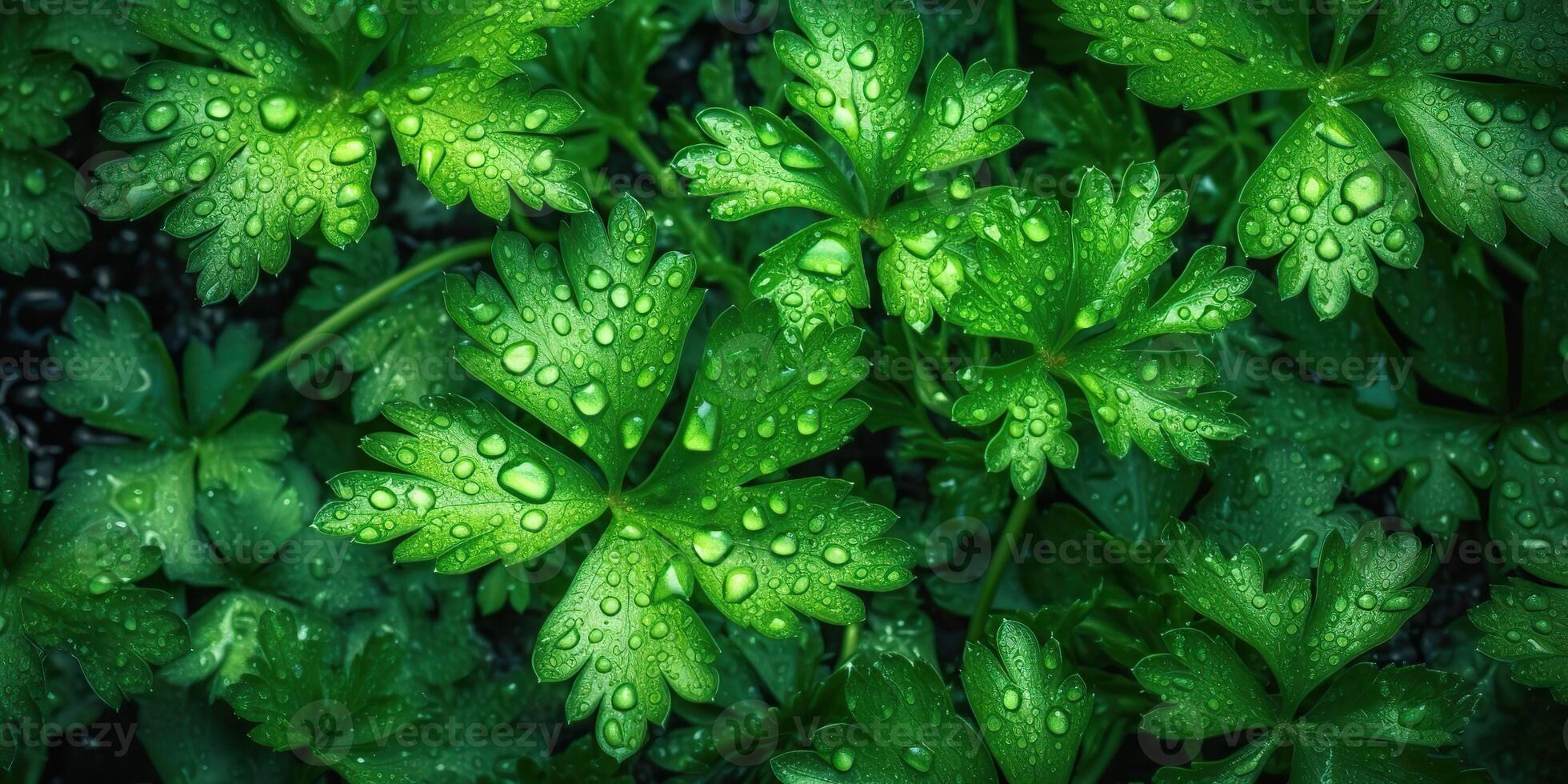 . . Macro photorealistic shot illustration of eco organic parsley background. Healthy green store vibe. Graphic Art photo