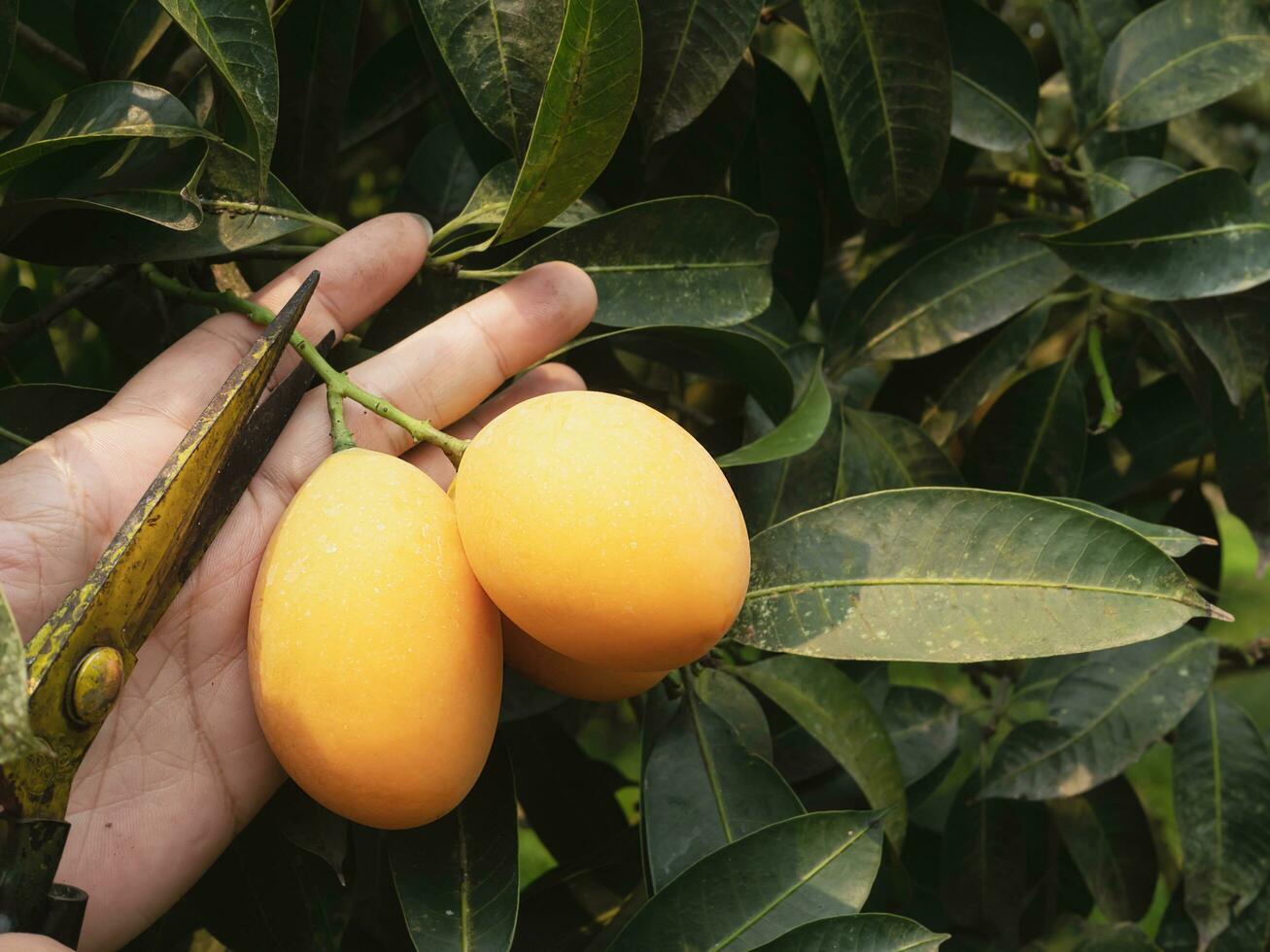 asiático granja hombre es comprobación su agrio y dulce Fruta llamado mariano ciruela o tailandés plango o mariano mango, de ciruela mango en su al aire libre Fruta jardín foto