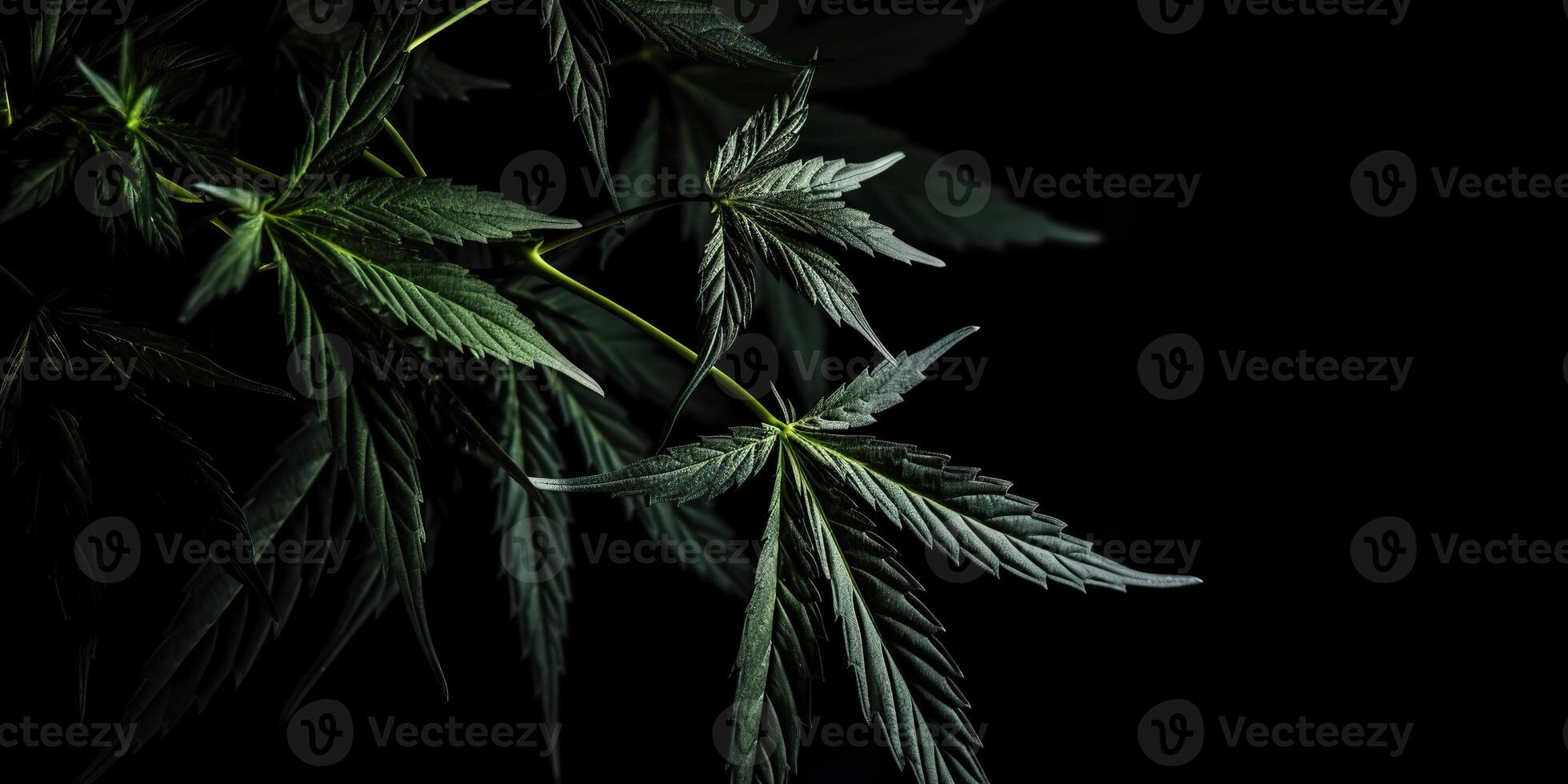 . . Photo macro shot of realistic cannabis leaves on dark moody black background. Can be used for medicine promotion or graphic design. Graphic Art