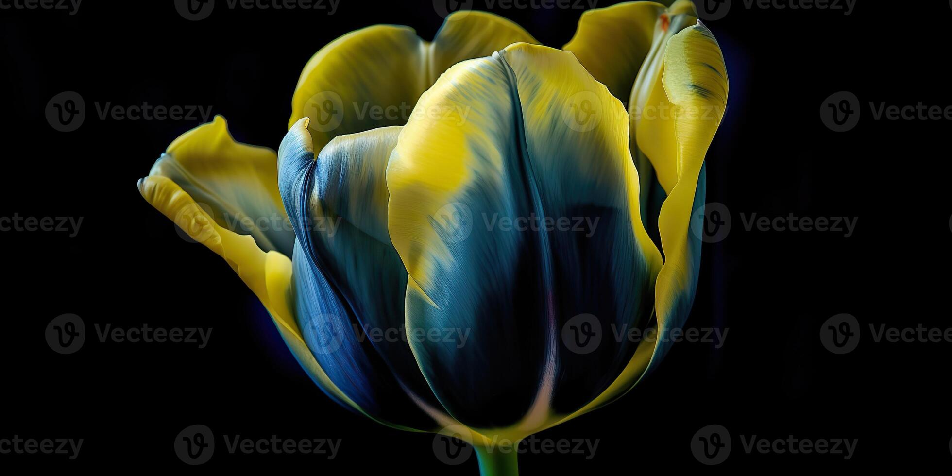 . . Blue and yellow aesthetics beautiful tulip flower in color of Ukraine. Romantic love vibe. Graphic Art photo