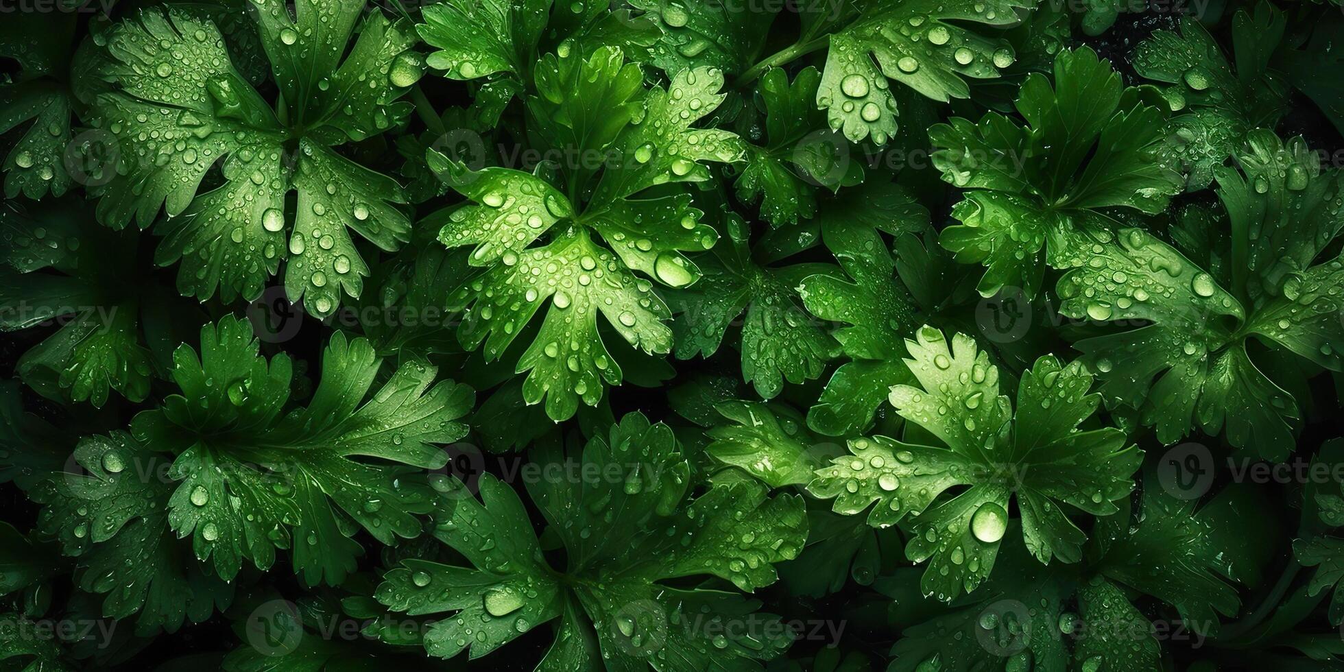 . . Macro photorealistic shot illustration of eco organic parsley background. Healthy green store vibe. Graphic Art photo