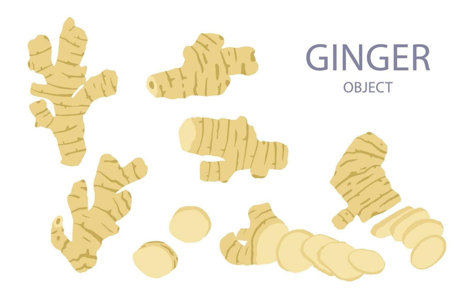 ginger object for health on white background vector