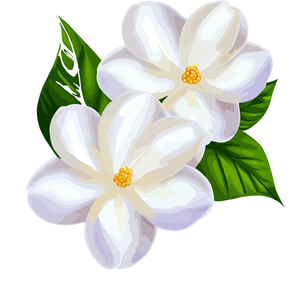 Jasmine icon png clipart free