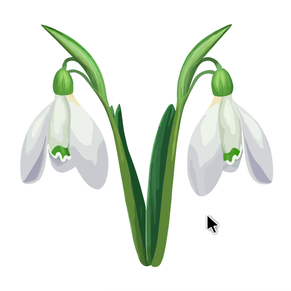 Snowdrop icon png clipart free 23790834 PNG