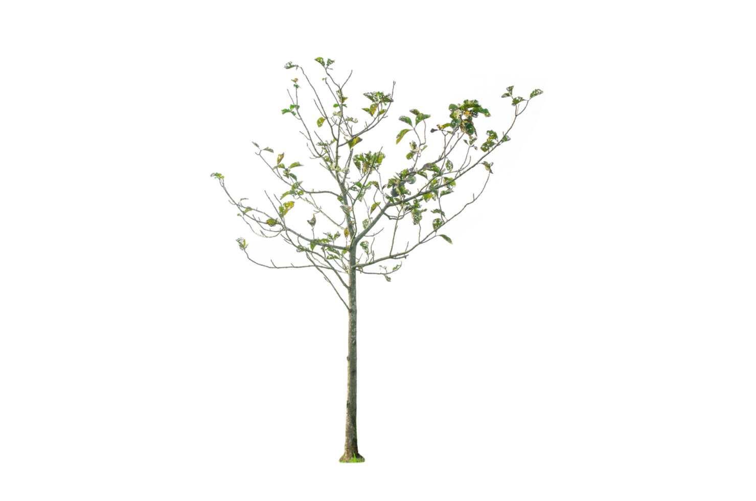 A tree shape and tree branch. Single green tree. png