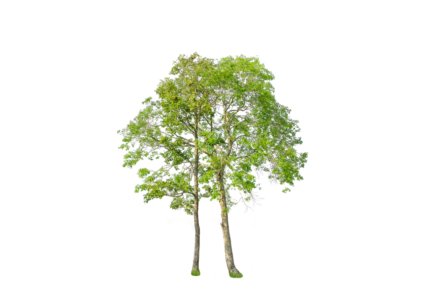 A tree shape and tree branch. Single green tree. png