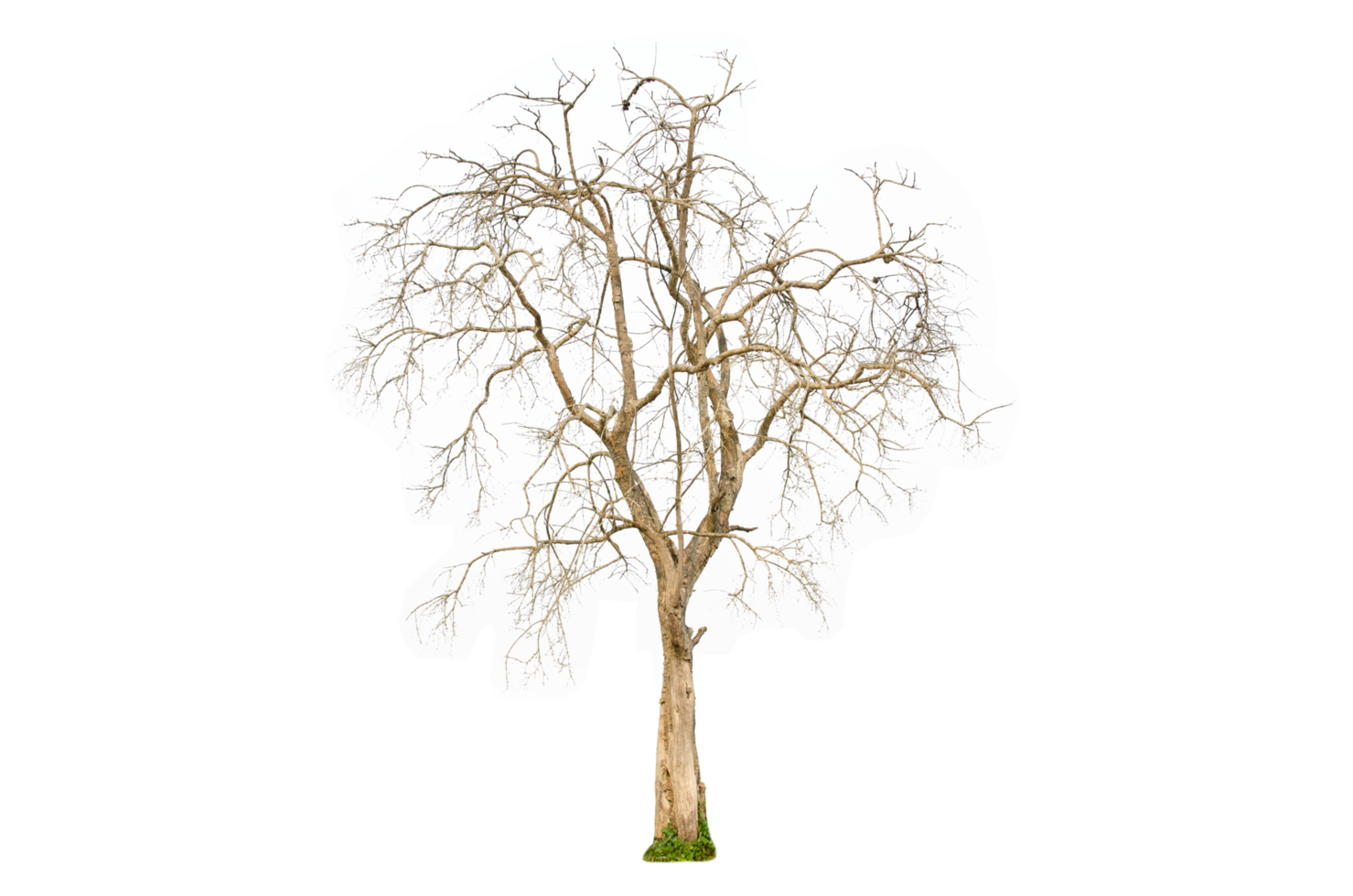 Dry tree shape and tree branch. Single dead tree. png