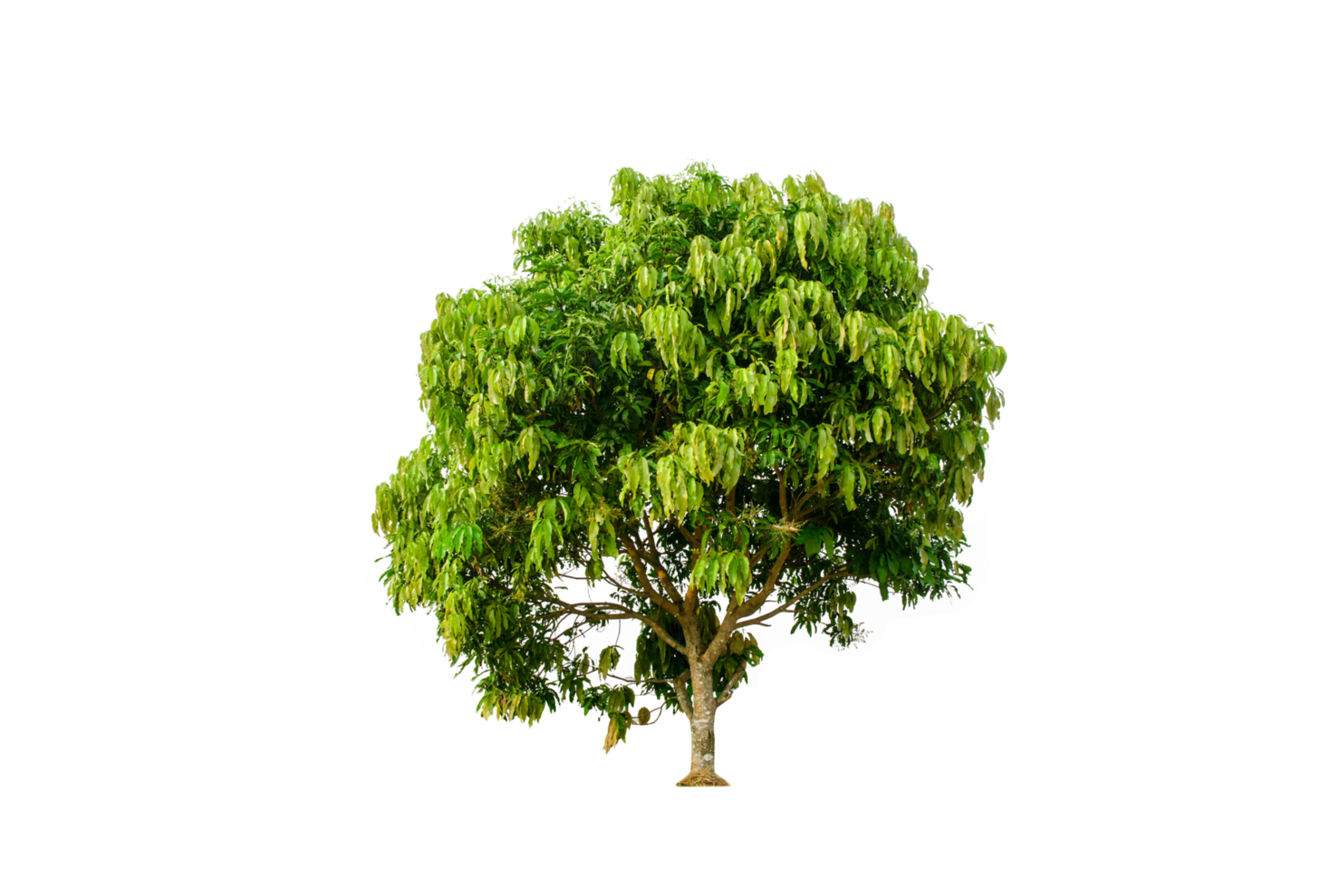 A tree shape and tree branch. Single green tree. png