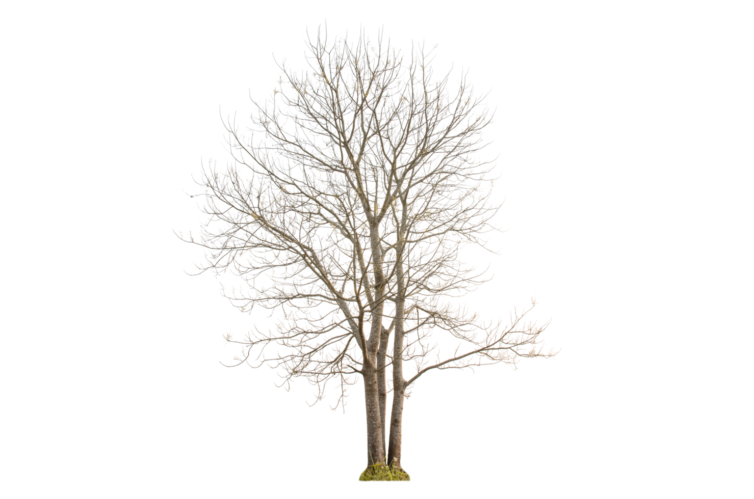Dry tree shape and tree branch. Single dead tree. png
